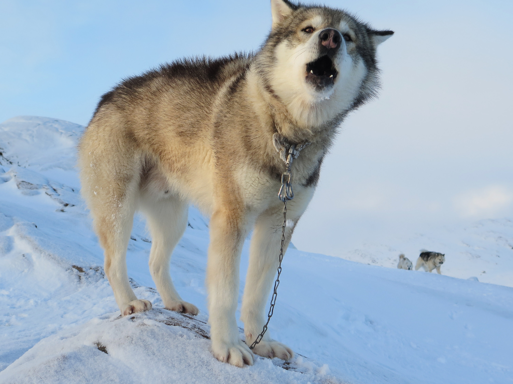 A Greenland Dog howling while standing on a snow-covered hill, with other sled dogs visible in the background.